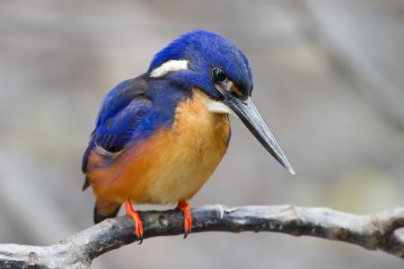 Kingfisher Bird