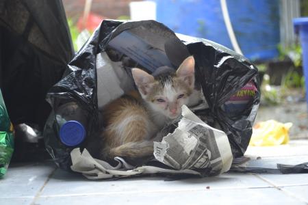 Kitten in a plastic bag
