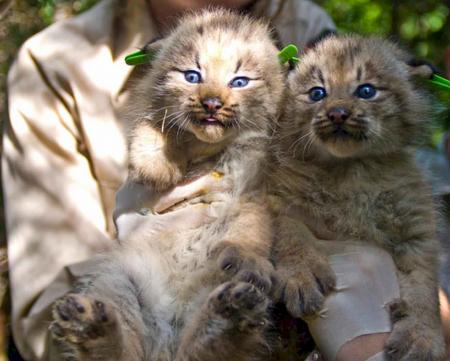 Kittens in the Zoo