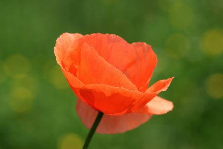 Klatschmohn in the Garden