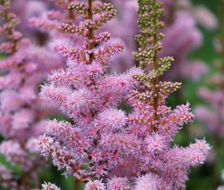 Knotweed in the Garden