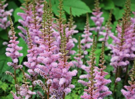 Knotweed in the Garden