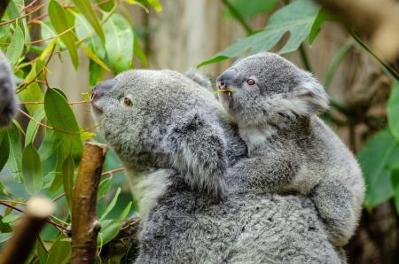 Koala Bear With Baby on Back