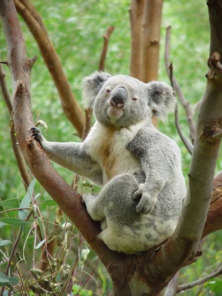 Koala on the Tree