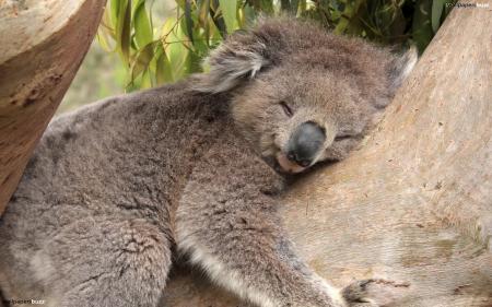 Koala Sleeping