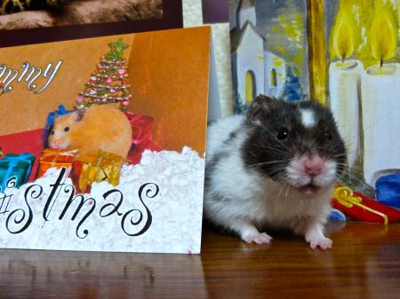 Kodi and the holiday cards