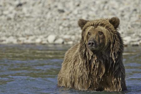 Kodiak Bear