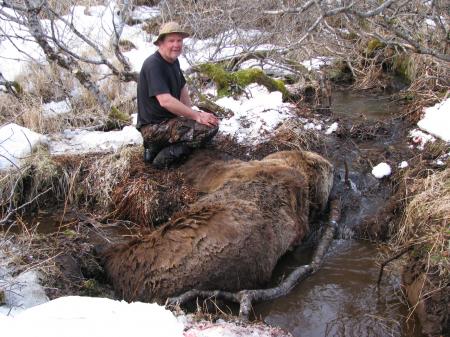 Kodiak Brown Bear