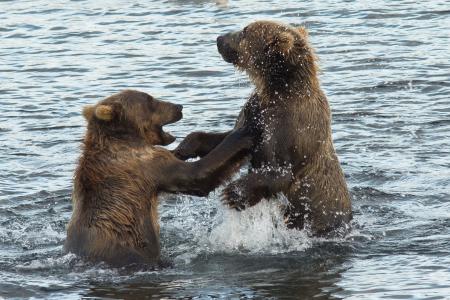 Kodiak Brown Bears