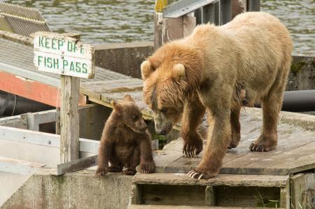 Kodiak Brown Bears