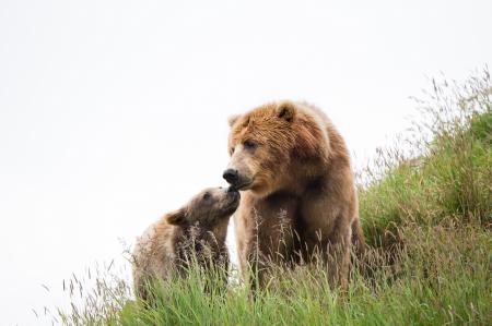 Kodiak Brown Bears