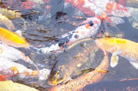 Koi Carp