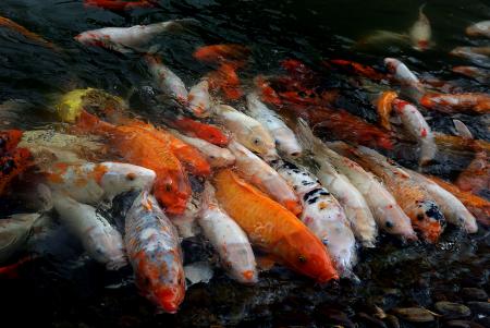 Koi carp. (Cyprinus carpio)