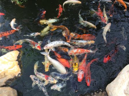 Koi fish in a pond