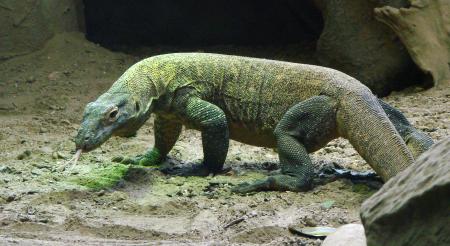 Komodo Dragon