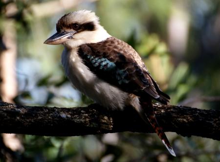 Kookabura on the Tree