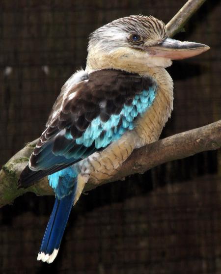 Kookabura on the Tree