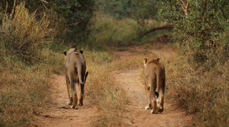 Kruger Park Lioness