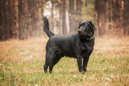 Labrador