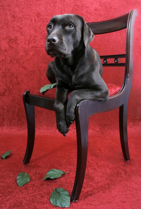 Labrador dog on chair