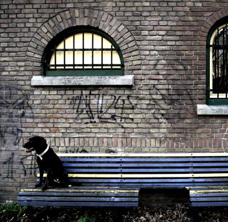 Labrador dog sitting on bench