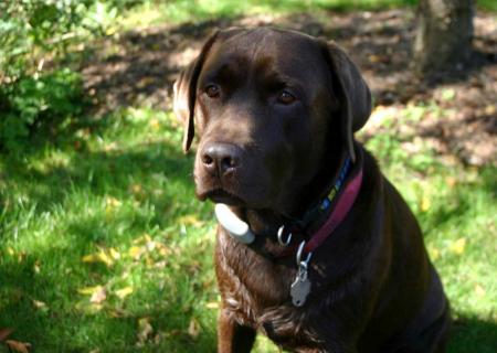 Labrador Retriever