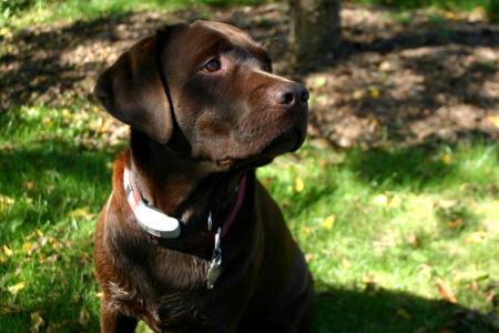 Labrador Retriever