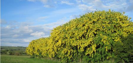 Laburnum