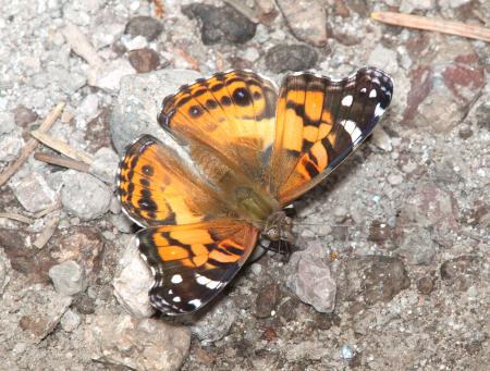 LADY, AMERICAN (Vanessa virginiensis) (8-15-10) los alamos, nm