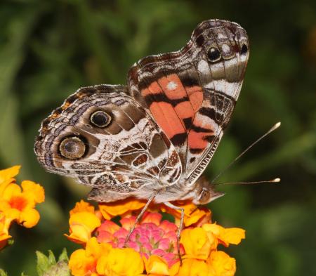 LADY, AMERICAN ( Vanessa virginiensis) (9-17-10) 78 circulo montana, pat lake ranch estates, scc, az -01