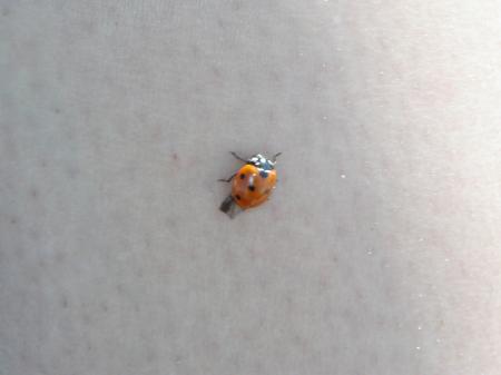 Lady bug