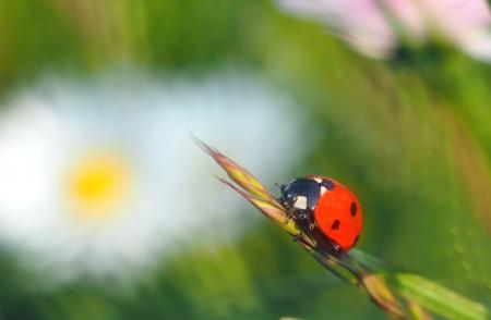 Lady bug