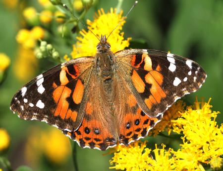 LADY, PAINTED (Vanessa cardui) (8-11-12) hannigan meadows, white mountains, az - (8)