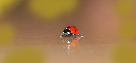 Ladybird