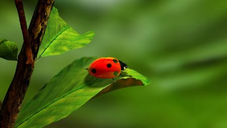 Ladybird on the Leave