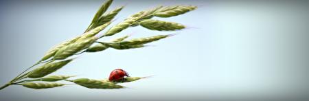 Ladybud on the Wheat