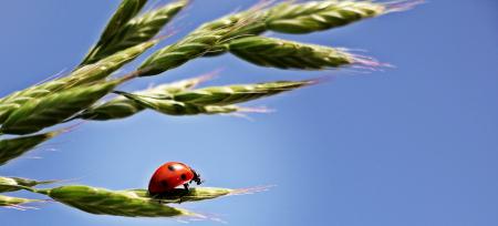 Ladybud on the Wheat