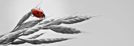 Ladybud on the Wheat