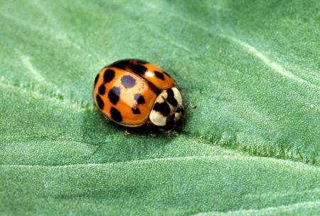 Ladybug