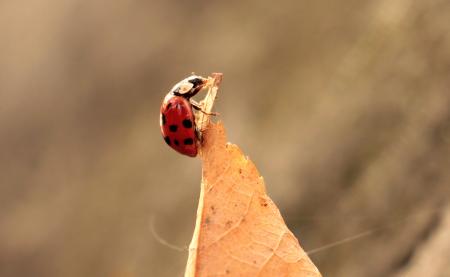 Ladybug and the Leaf