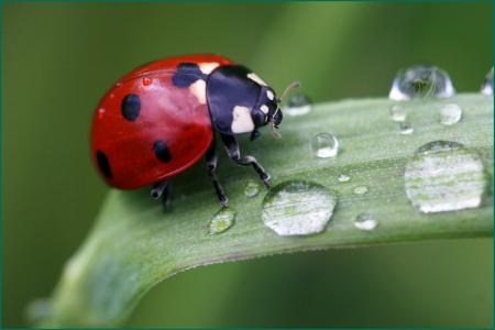 Ladybug Closeup
