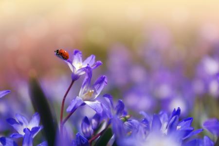 Ladybug in the Garden