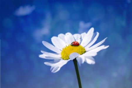 Ladybug in the Garden