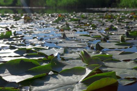 Lake