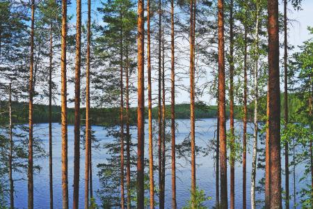 Lake From the Trees