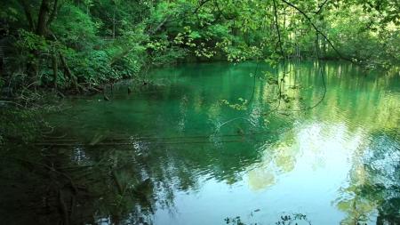 Lake Near Forest