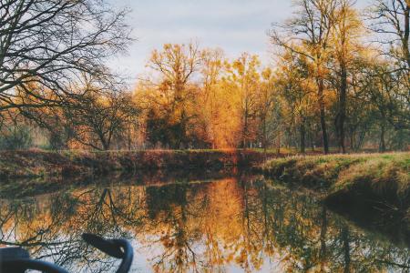 Lake Near Trees in Forest