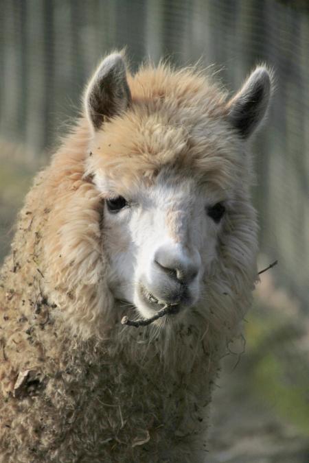 Lama