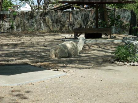 Lama at Surabaya Zoo