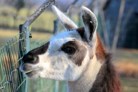 Lama in the Zoo